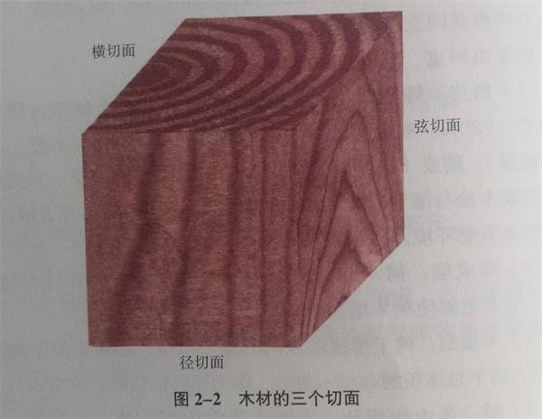 天然木皮原木的宏觀構(gòu)造