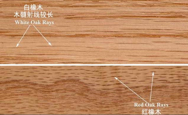 紅白橡木皮木射線區(qū)分
